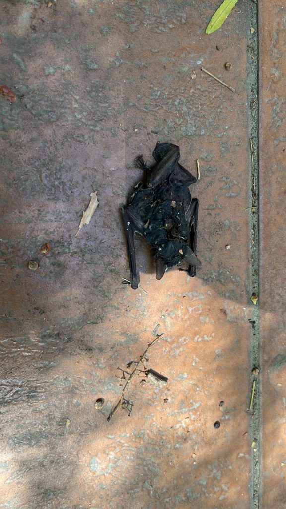 Control de murcielagos